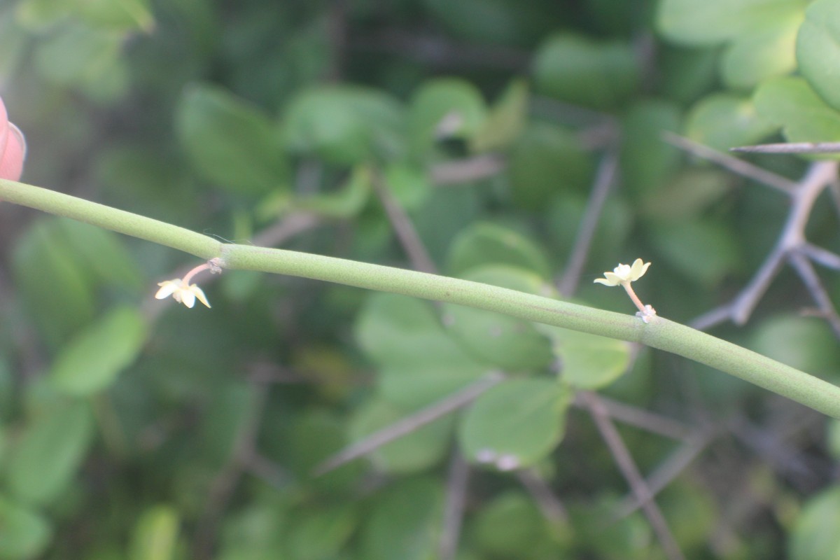 Cynanchum viminale (L.) L.